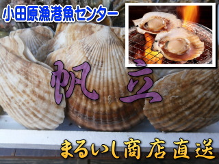 �����P�i